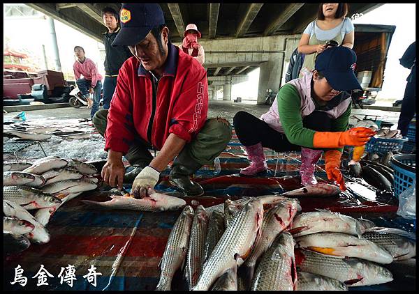 殺烏魚DSC_2561