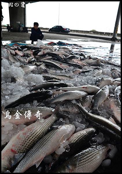 殺烏魚DSC_2490