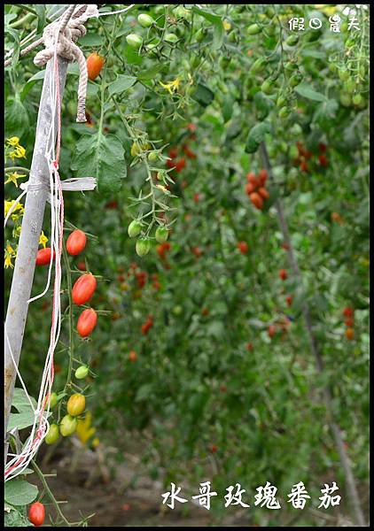 水哥玫瑰番茄DSC_2855 水哥玫瑰番茄DSC_2855
