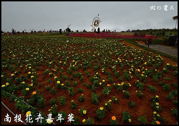 南投花卉嘉年華DSC_6369