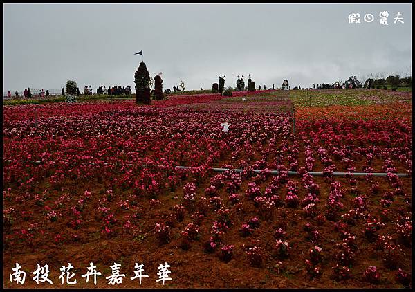 南投花卉嘉年華DSC_6371