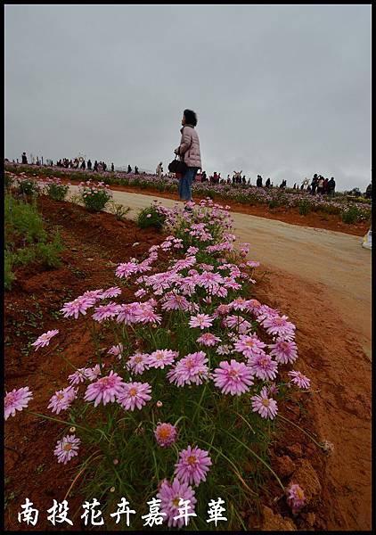 南投花卉嘉年華DSC_6376