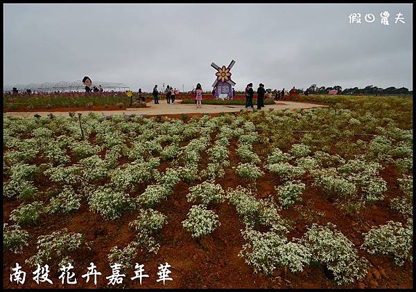 南投花卉嘉年華DSC_6382