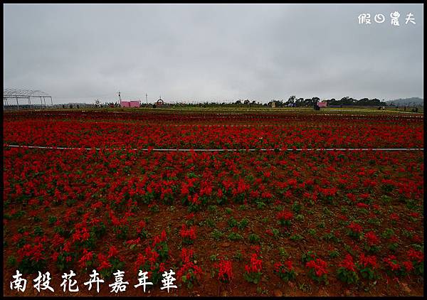 南投花卉嘉年華DSC_6385