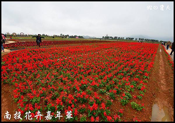 南投花卉嘉年華DSC_6389