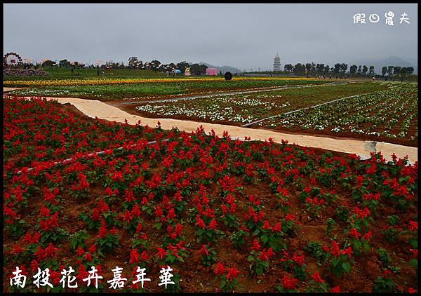 南投花卉嘉年華DSC_6411