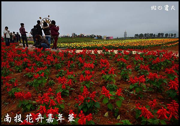 南投花卉嘉年華DSC_6413