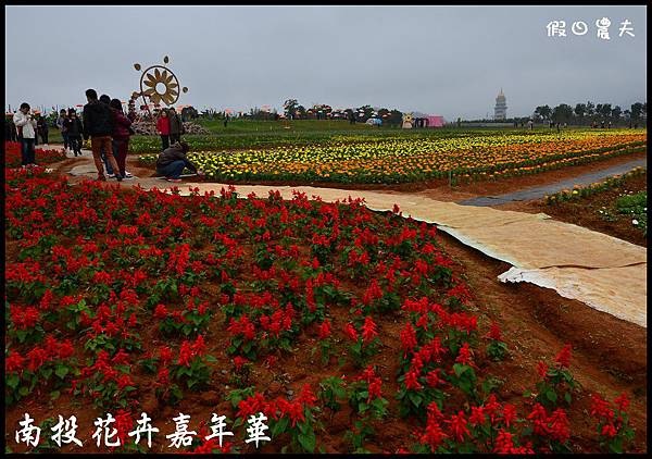 南投花卉嘉年華DSC_6412