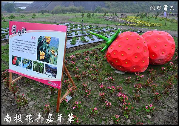 南投花卉嘉年華DSC_6460