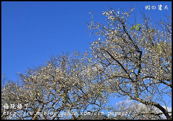 梅花DSC_7131