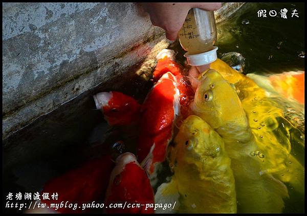 老塘湖渡假村DSC_7248 老塘湖渡假村DSC_7248