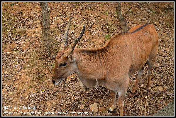 新竹市立動物園DSC_1553