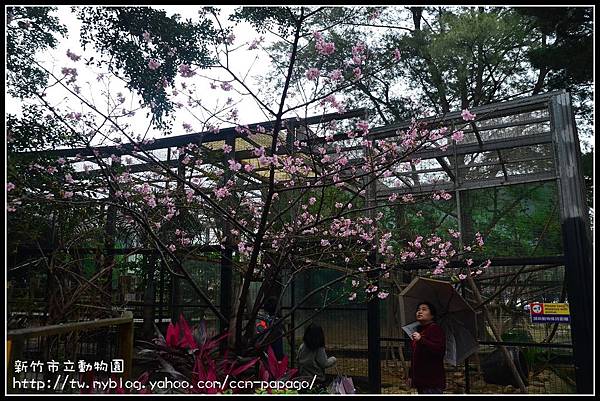 新竹市立動物園DSC_1556