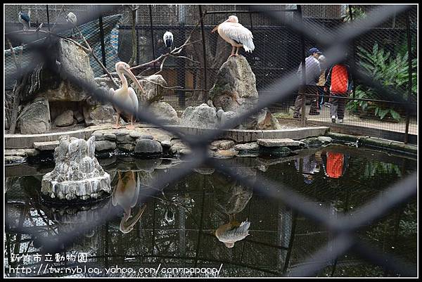 新竹市立動物園DSC_1562