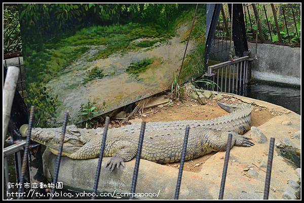 新竹市立動物園DSC_1564