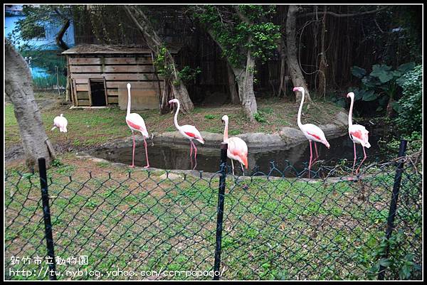 新竹市立動物園DSC_1567
