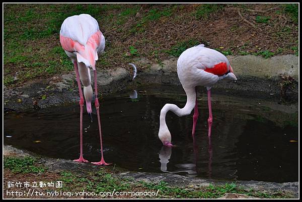 新竹市立動物園DSC_1571