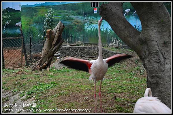 新竹市立動物園DSC_1581