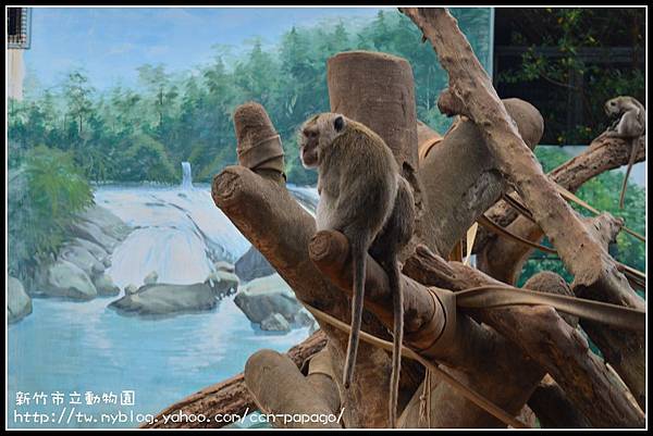 新竹市立動物園DSC_1586