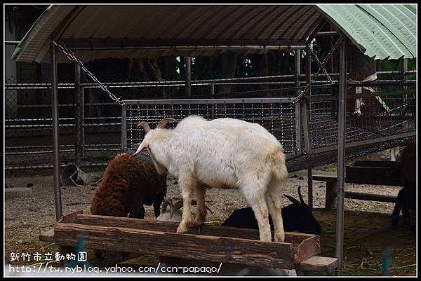 新竹市立動物園DSC_1595
