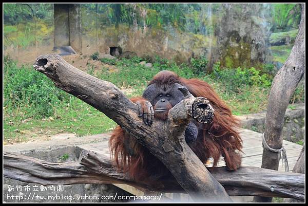 新竹市立動物園DSC_1598