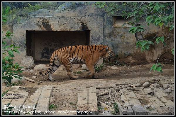新竹市立動物園DSC_1604