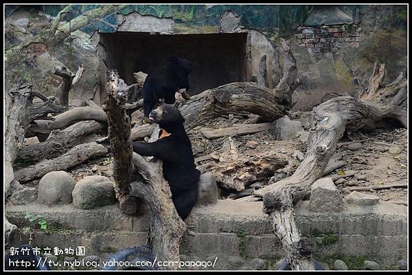 新竹市立動物園DSC_1608