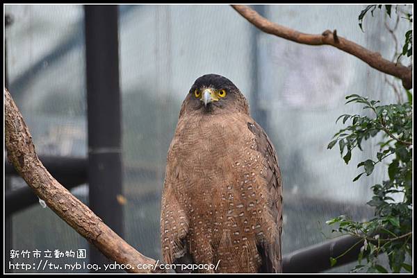 新竹市立動物園DSC_1615