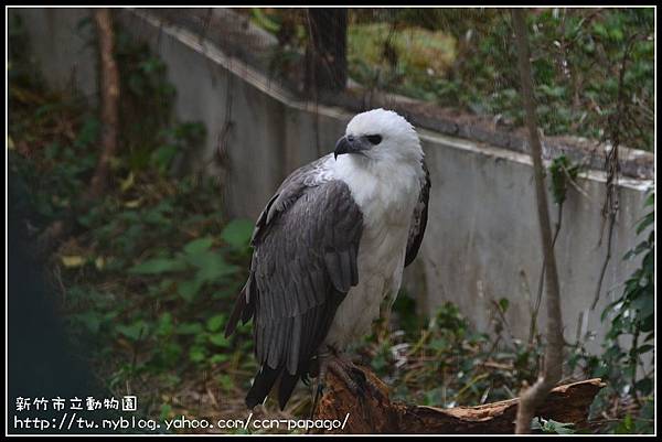 新竹市立動物園DSC_1629
