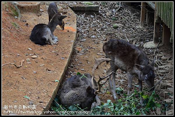 新竹市立動物園DSC_1634