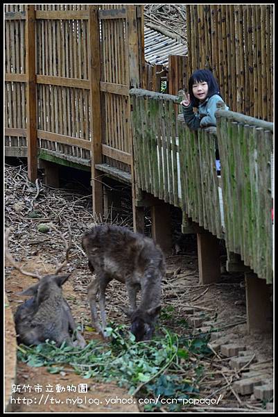 新竹市立動物園DSC_1638
