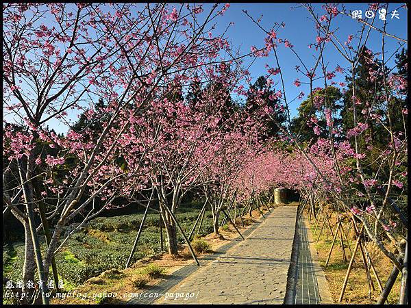 鳳凰教育園區DSC_2869 鳳凰教育園區DSC_2869