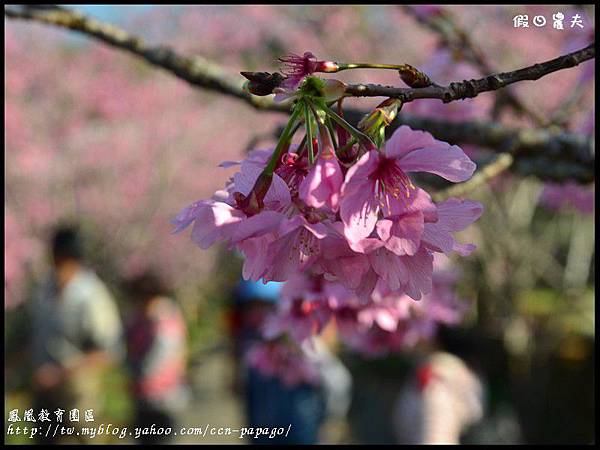 鳳凰教育園區DSC_2919 鳳凰教育園區DSC_2919