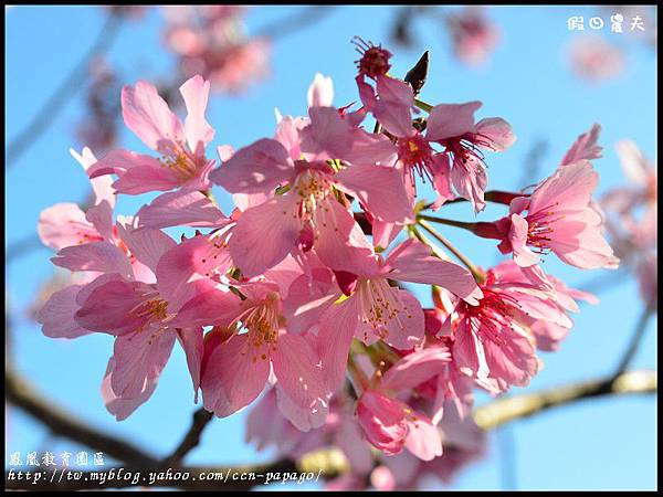 鳳凰教育園區DSC_2922 鳳凰教育園區DSC_2922