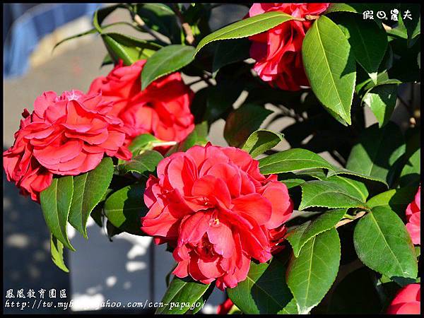 鳳凰教育園區DSC_2973 鳳凰教育園區DSC_2973
