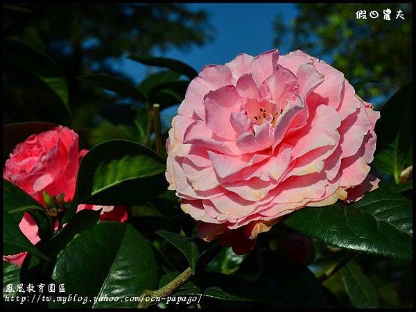 鳳凰教育園區DSC_2978 鳳凰教育園區DSC_2978