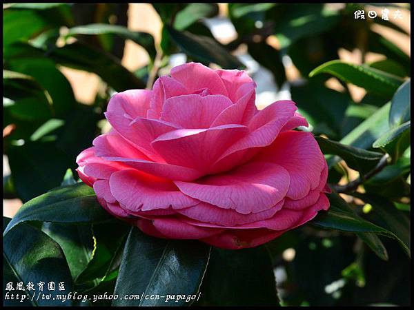 鳳凰教育園區DSC_2979 鳳凰教育園區DSC_2979