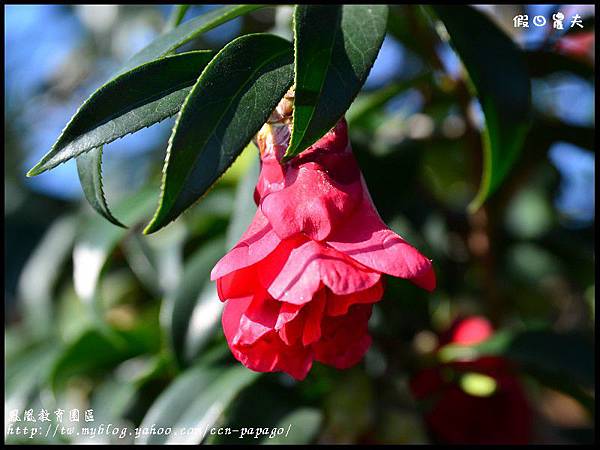 鳳凰教育園區DSC_2984 鳳凰教育園區DSC_2984