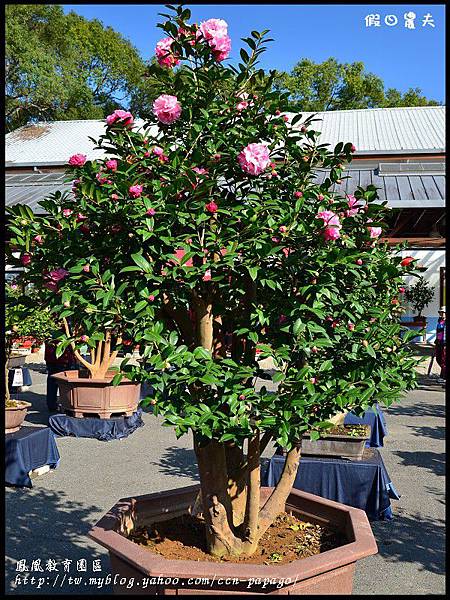 鳳凰教育園區DSC_2998 鳳凰教育園區DSC_2998