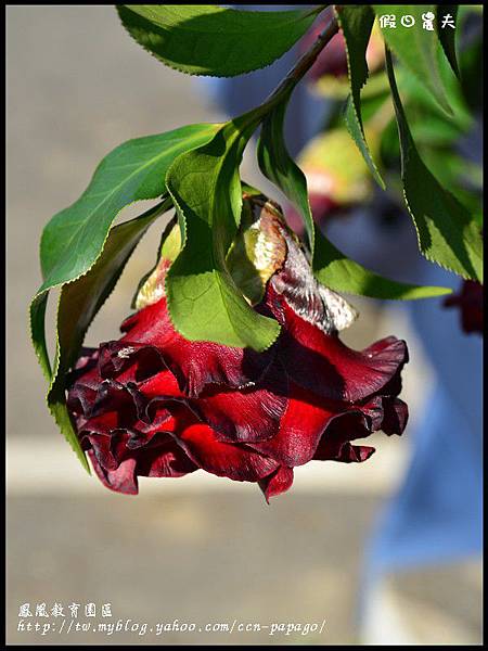 鳳凰教育園區DSC_2999 鳳凰教育園區DSC_2999