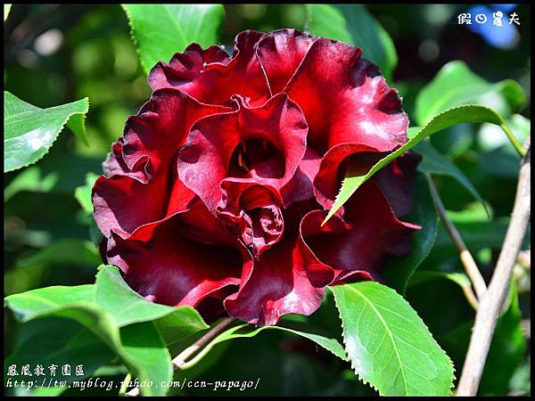 鳳凰教育園區DSC_3001 鳳凰教育園區DSC_3001