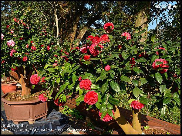鳳凰教育園區DSC_3011 鳳凰教育園區DSC_3011