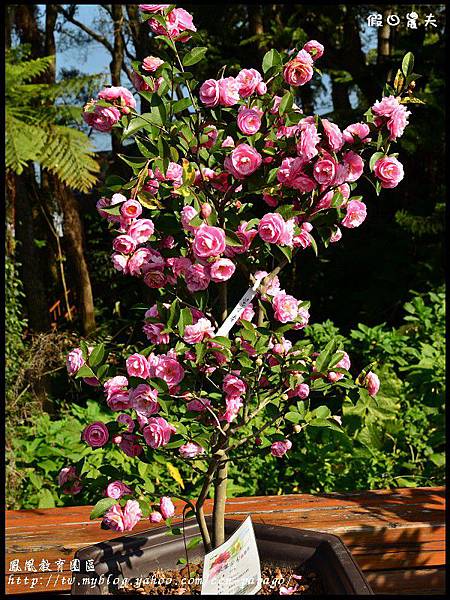 鳳凰教育園區DSC_3012 鳳凰教育園區DSC_3012