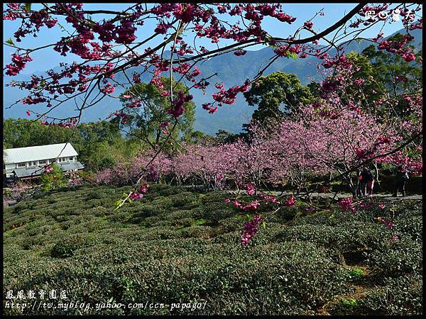 鳳凰教育園區DSC_3019 鳳凰教育園區DSC_3019