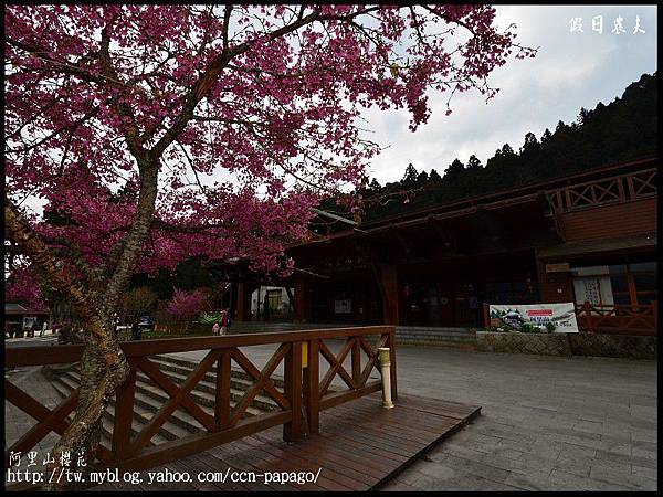 阿里山櫻花DSC_4044 阿里山櫻花DSC_4044