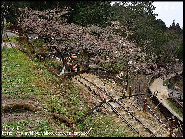 阿里山櫻花DSC_4049 阿里山櫻花DSC_4049