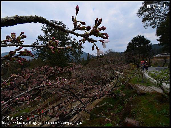 阿里山櫻花DSC_4053 阿里山櫻花DSC_4053