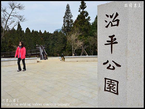 阿里山櫻花DSC_4056 阿里山櫻花DSC_4056