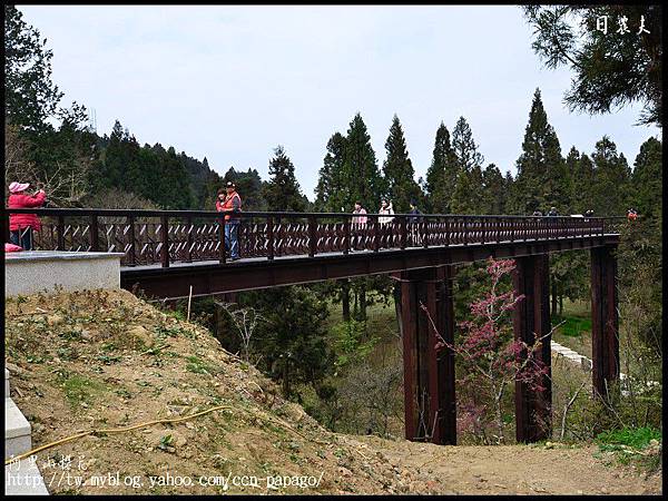 阿里山櫻花DSC_4064 阿里山櫻花DSC_4064