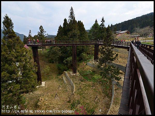 阿里山櫻花DSC_4070 阿里山櫻花DSC_4070